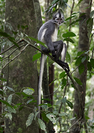 225 Thomas's langur (Presbytis thomasi) - Sumatra Indonesia