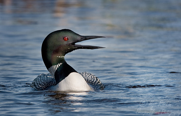 062 Common Loon - MI