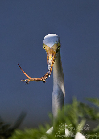 175 Great Egrets (Ardea alba) - FL