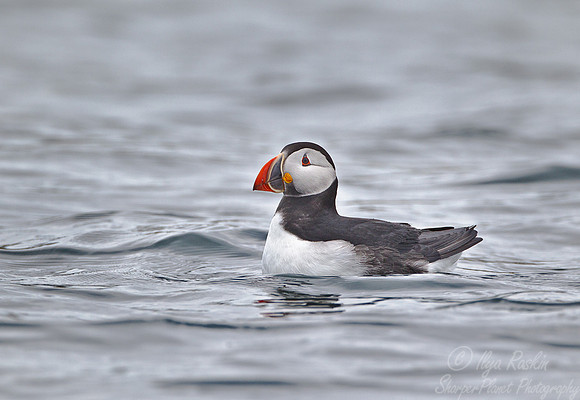 042 Atlantic Puffin (Fratercula arctica) - ME