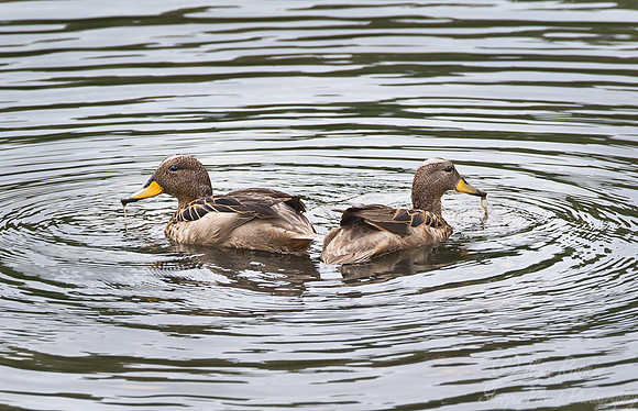 077 Yellow-billed Teals (Anas flavirostris) - Argentina