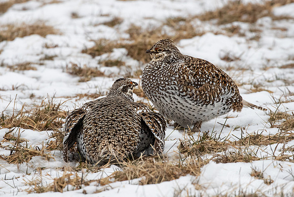 084 Sharp-tailed grouse (Tympanuchus phasianellus) - MN