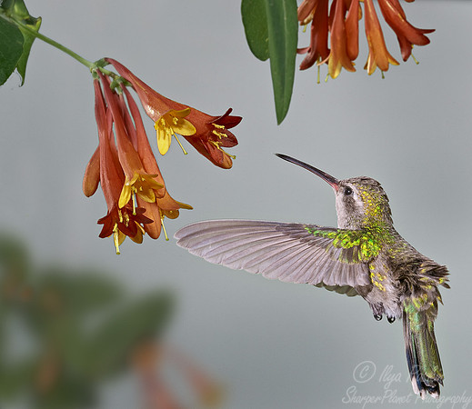 025 Broadbill female - AZ