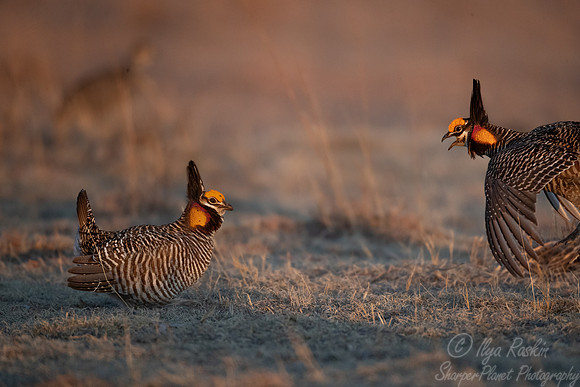 032 Greater prairie chickens (Tympanuchus cupido) - CO