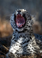 2021 South Africa Kalahari - Cats and Dogs