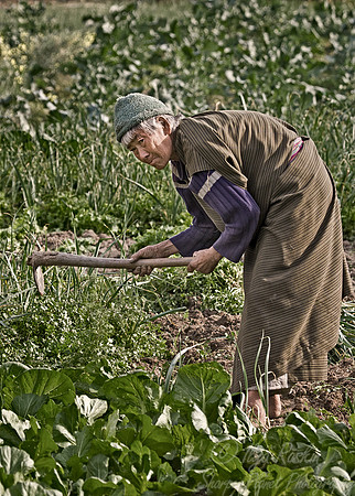 027_Wangdi & Gangtey Region_Bhutan