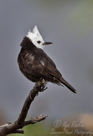 105 White-headed Marsh Tyrant (Arundinicola leucocephala) - Ibera Wetlands Argentina