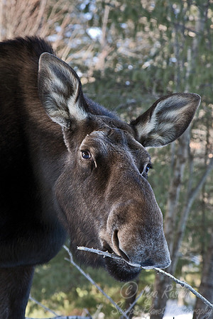 124 Moose (Alces alces) - Maine