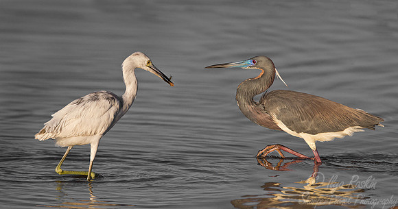 185 Tricolored Heron and  Little Blue Heron - juvenile - FL