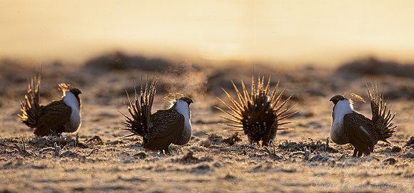 044 Greater sage-grouse (Centrocercus urophasianus) - CO