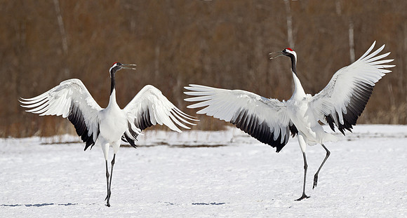 056 Red-crowned Cranes (Grus japonensis) - Hokkaido Japan
