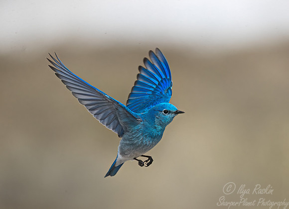 124 Western bluebird (Sialia mexicana) - CO