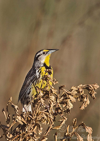 057 Eastern Meadowlark - FL