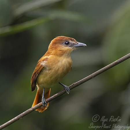 733 Cinnamon becard (Pachyramphus cinnamomeus) - Ecuador