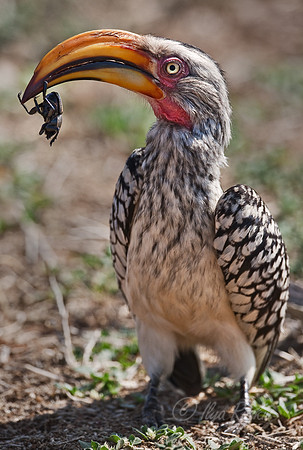 003 Southern Yellow-billed Hornbill (Tockus leucomelas) - Madikwe - S Africa
