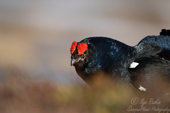 044 Black grouse (Lyrurus tetrix) - Finland