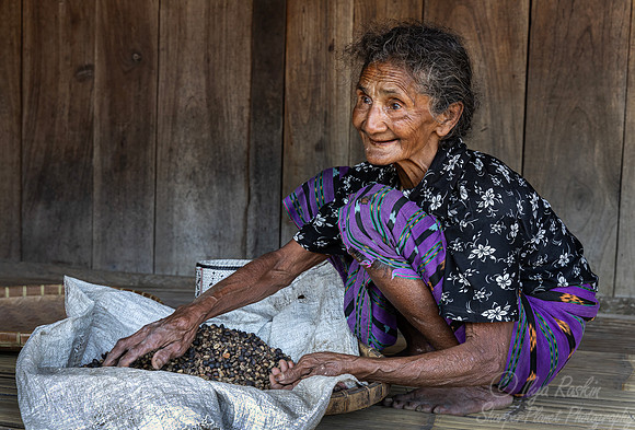 181 Coffee harvest - Flores Indonesia