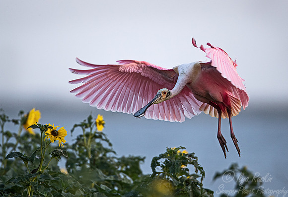 321 Roseate spoonbill (Platalea ajaja) - TX