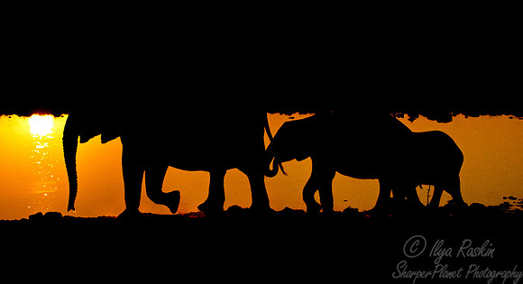 022 African elephants (Loxodonta africana) - Etosha Namibia