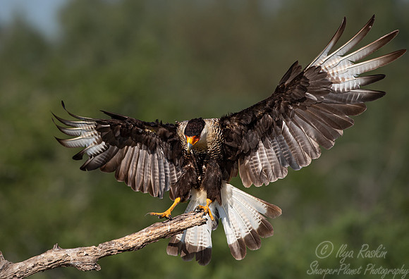 364 Crested caracara (Caracara plancus) - TX