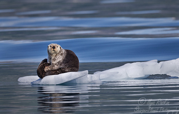 055 Sea Otter (Enhydra lutris) AK