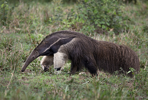 001 Giant anteater (Myrmecophaga tridactyla) - Pantanal Brazil
