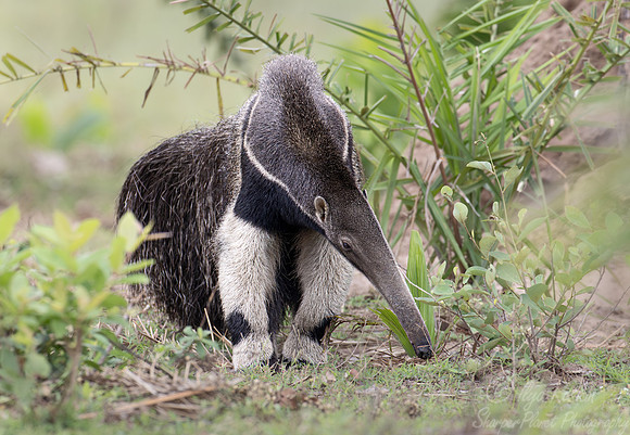 009 Giant anteater (Myrmecophaga tridactyla) - Pantanal Brazil