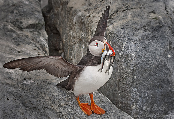 002 Atlantic Puffin (Fratercula arctica) - Machias Seal Island - Canada