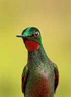BIRDS HUMMINGBIRDS 4