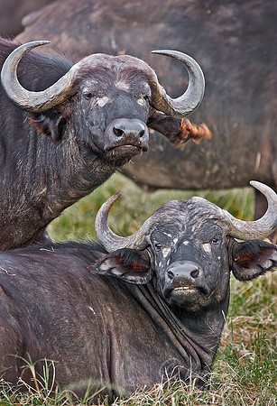055_Cape Buffalos_Kenya