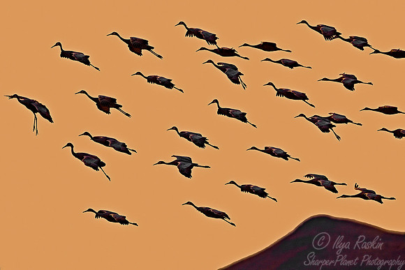 027 Sandhill Cranes - NM