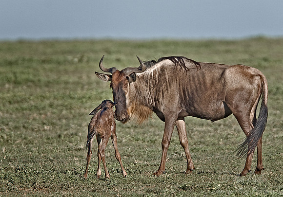 009_Blue Wildebeest birth_Tanzania