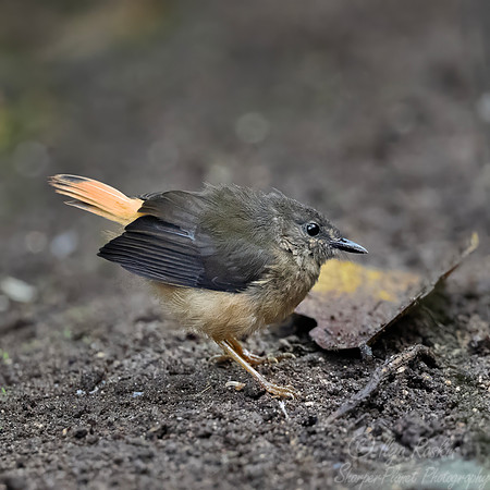 740 Buff-rumped warbler (Myiothlypis fulvicauda) - Ecuador