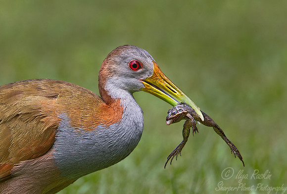 047 Giant Wood Rail (Aramides ypecaha) - Ibera Wetlands Argentina