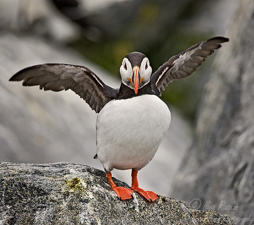 019 Atlantic Puffin - Canada