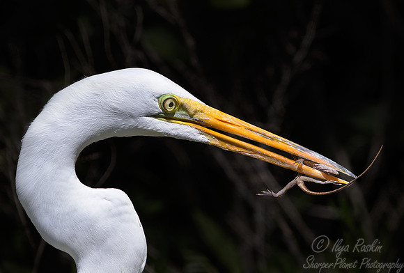 172 Great Egrets (Ardea alba) - FL