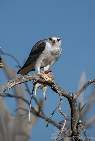 350 Black-shouldered kite (Elanus axillaris) - Kagalagadi Transfrontier Park SA