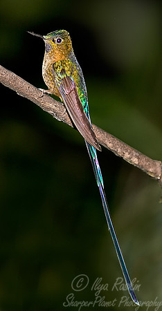 049 Violet-tailed Sylph male - Ecuador