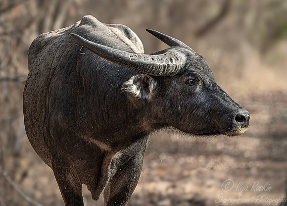 261 Banteng (Bos javanicus) - Sumatra Indonesia