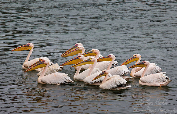 079 Great White Pelicans (Pelecanus onocrotalus) - Namibia