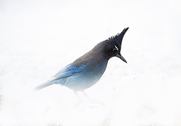 133 Steller's jay (Cyanocitta stelleri) - CO