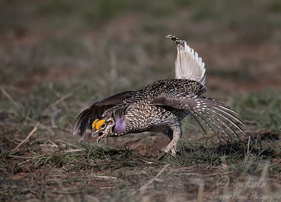 082 Sharp-tailed grouse (Tympanuchus phasianellus) - CO