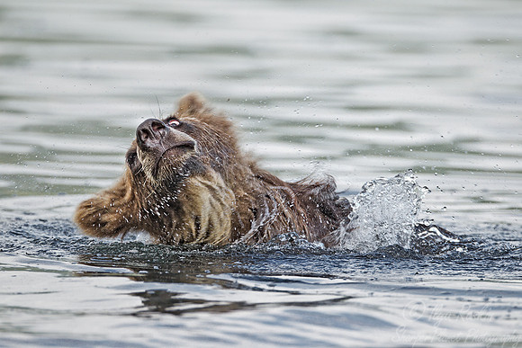 043 Brown Bear (Ursus arctos) - Kamchatka Russia
