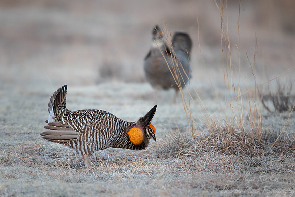 025 Greater prairie chickens (Tympanuchus cupido) - CO