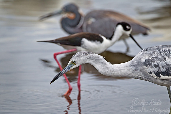 133 Birdscape - FL