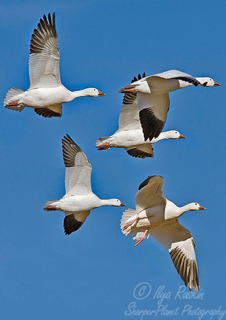 022 Snow Geese - NM