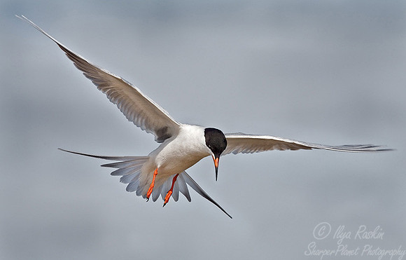 001_Common Tern_NJ