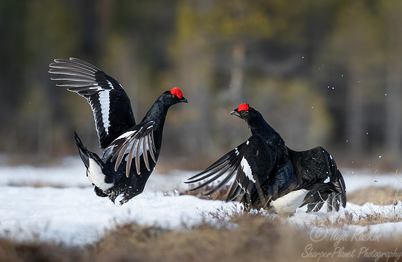 058 Black grouse (Lyrurus tetrix) - Finland