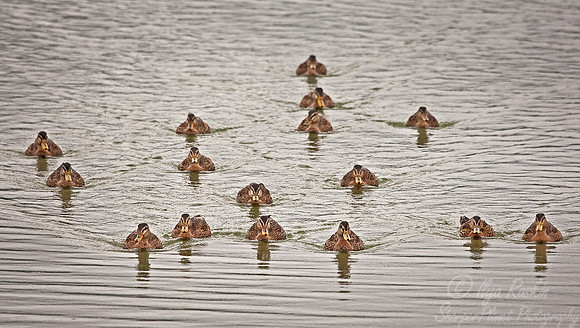 042 Mallard Duck (Anas platyrhynchos) - Eastern Alaska