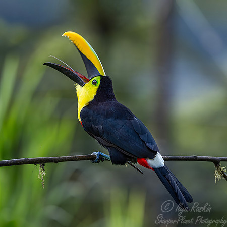 758 Choco toucan (Ramphastos brevis) - Ecuador